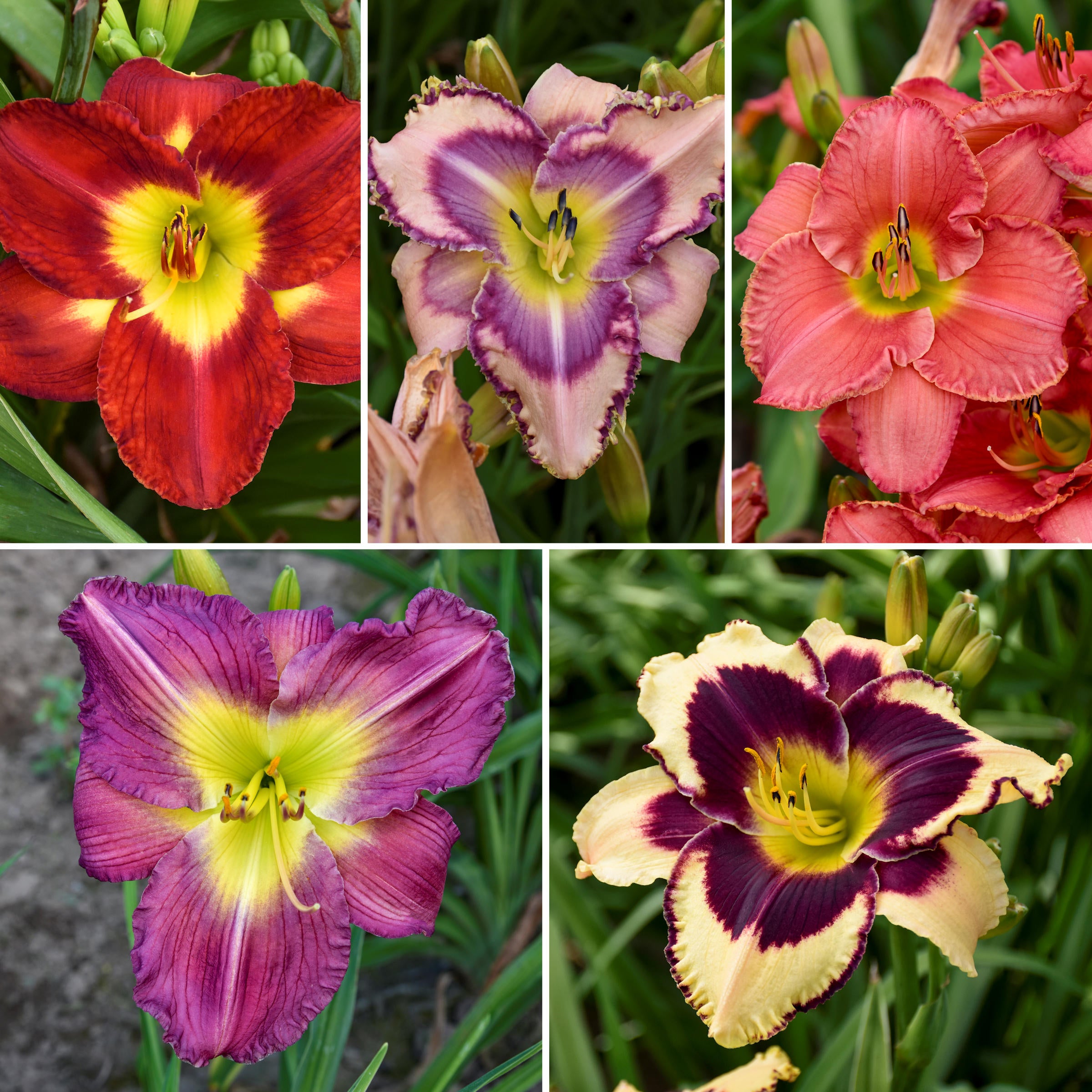 Cottage Farms Direct